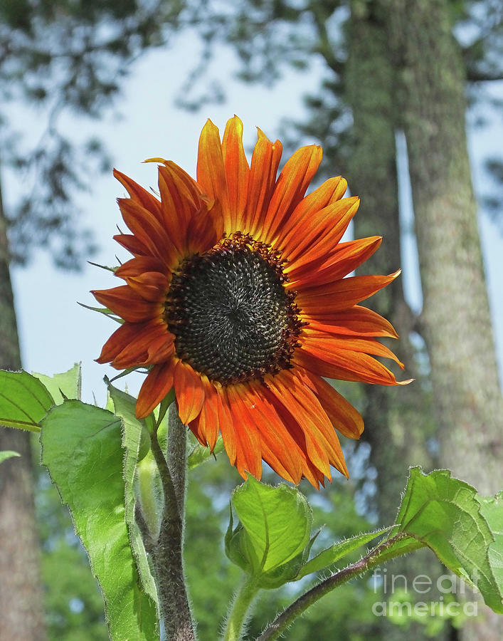 Sunflower 24  Photograph by Lizi Beard-Ward