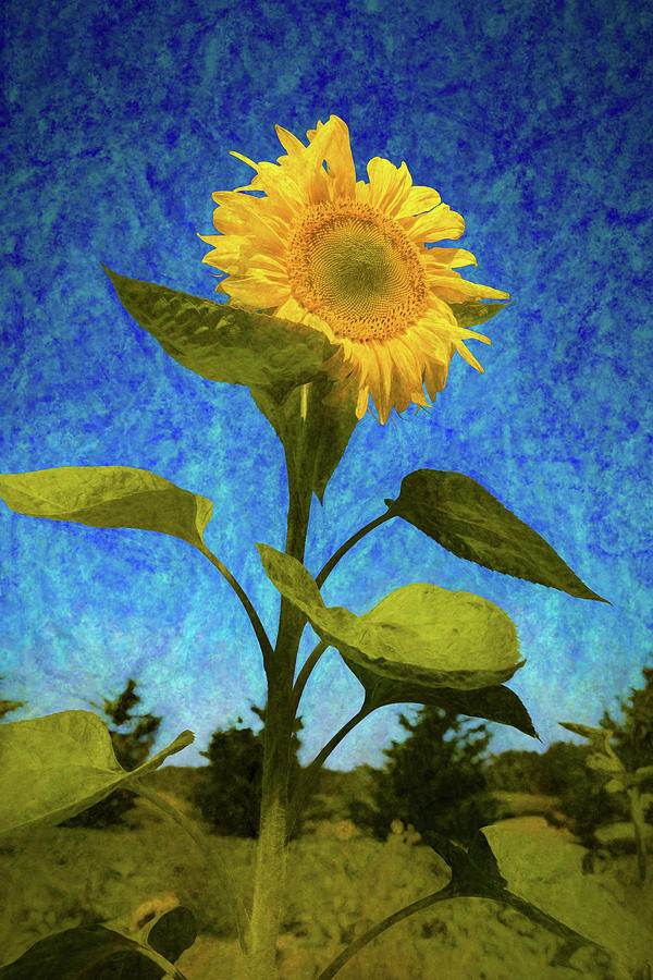 Sunflower Painting - Sunflower 26 by Mike Penney