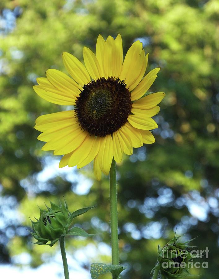 Sunflower 27 Photograph by Lizi Beard-Ward