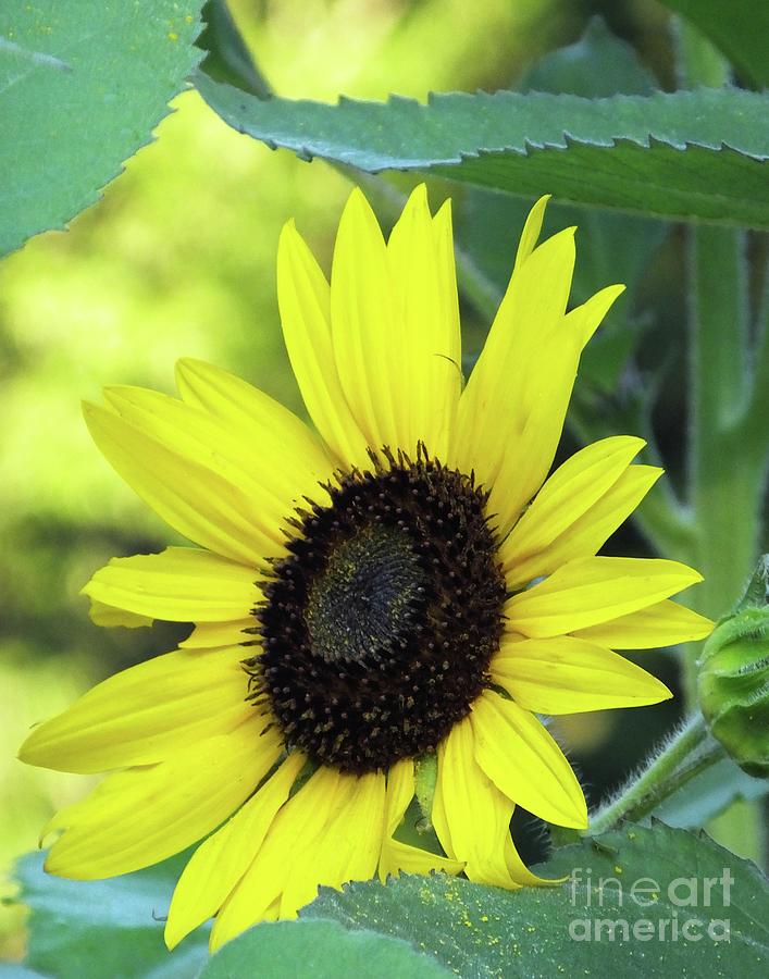 Sunflower 28 Photograph by Lizi Beard-Ward