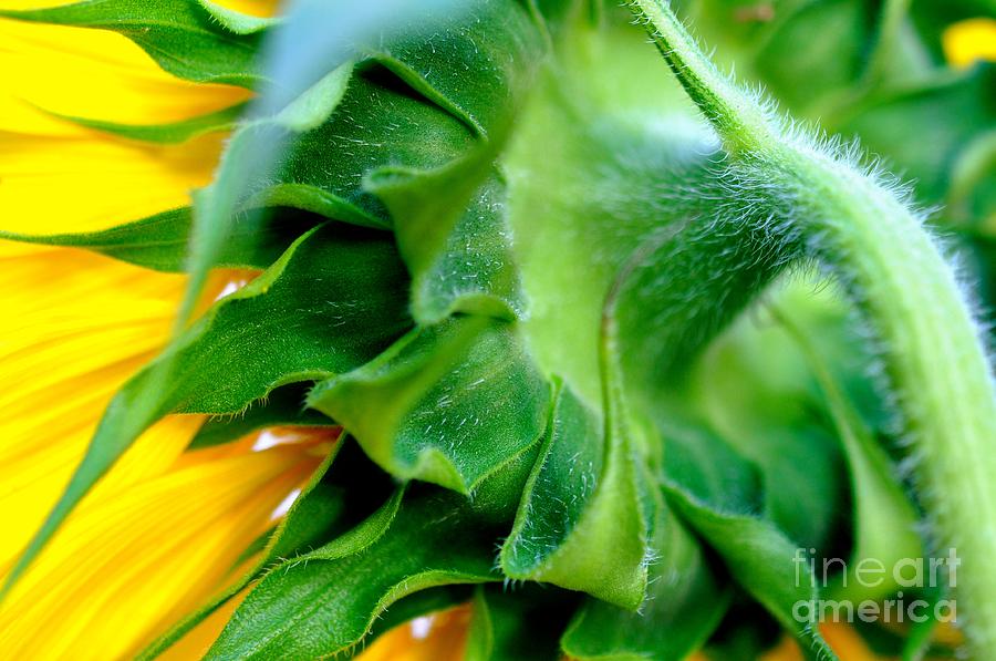 Sunflower Photograph - Sunflower 3 by Carmen Cuevas de Marquez