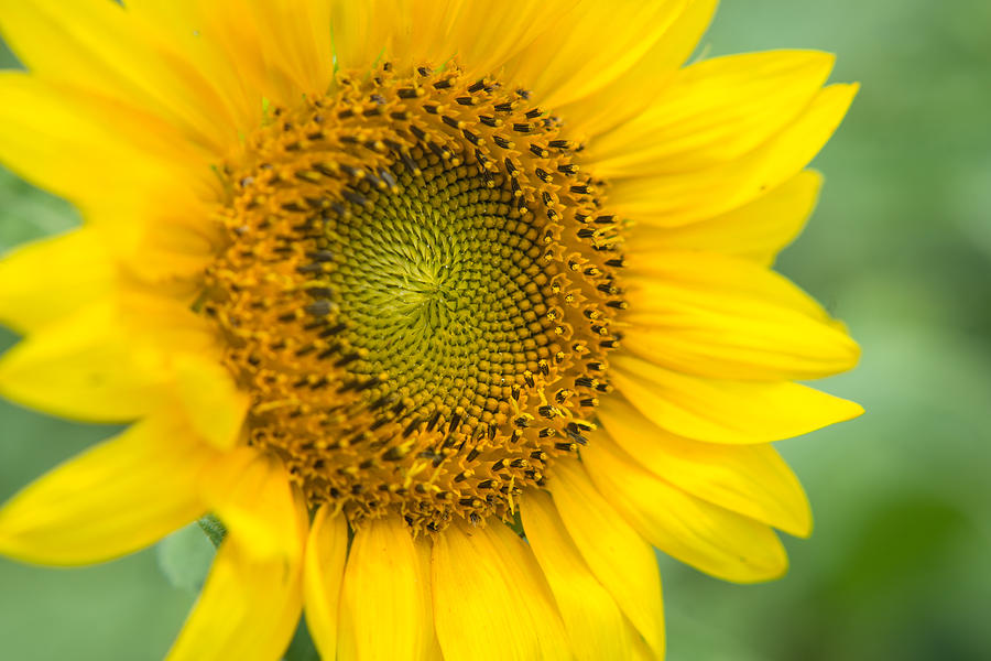 Sunflower 3 Photograph by Stacy Abbott - Fine Art America