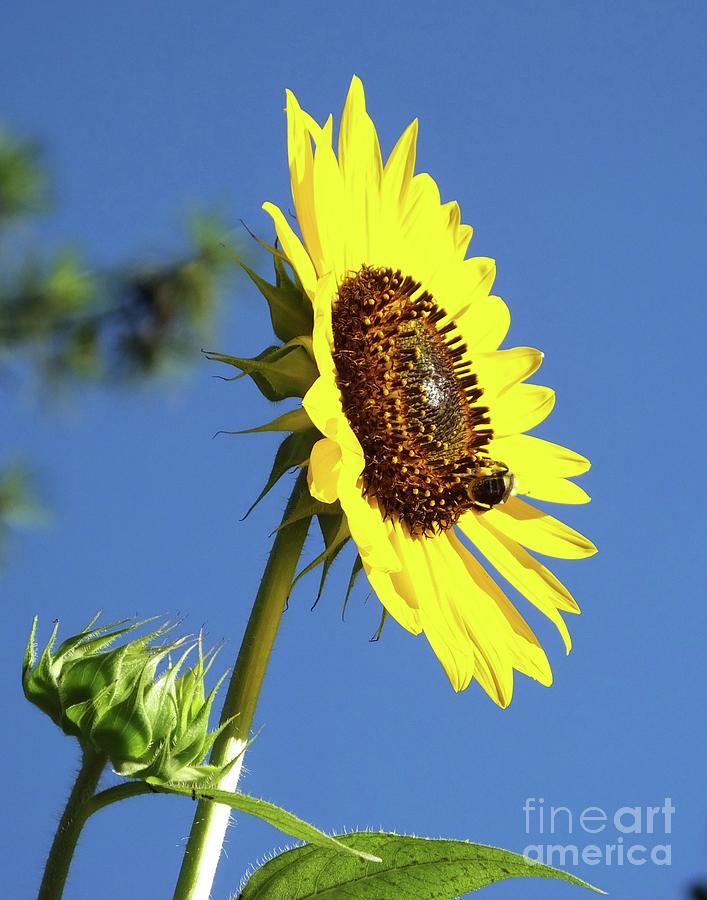 Sunflower 30 Photograph by Lizi Beard-Ward