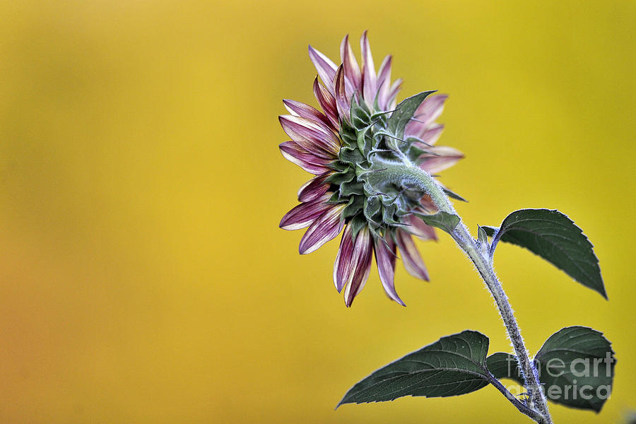 Sunflower #303 Photograph by Carien Schippers