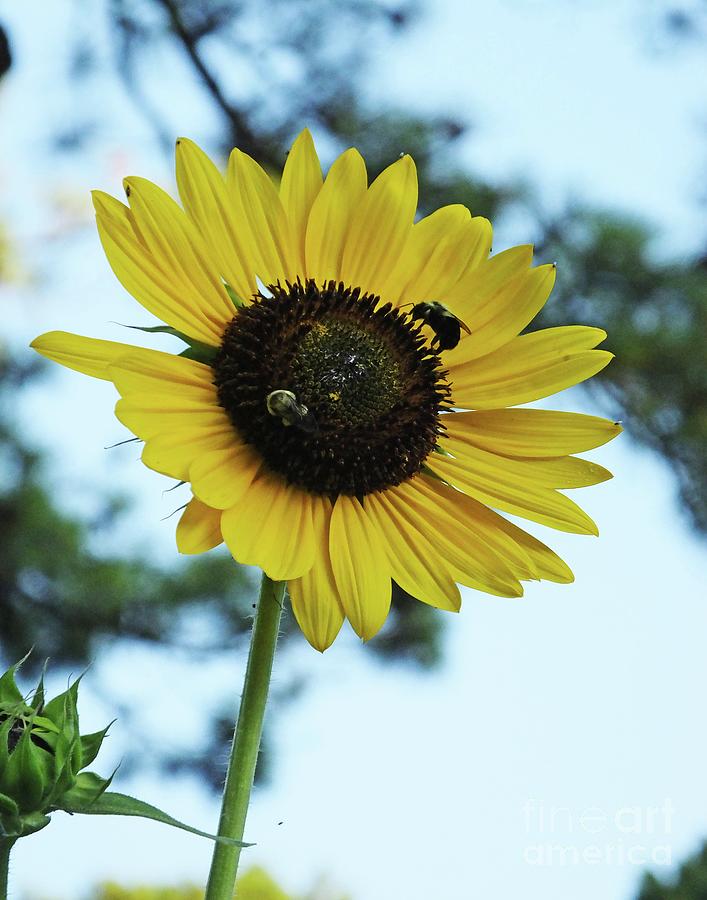 Sunflower 32 Photograph by Lizi Beard-Ward