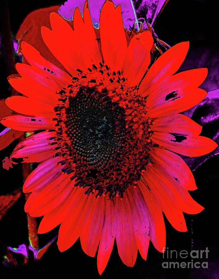 Sunflower 33  Zowie Photograph by Lizi Beard-Ward