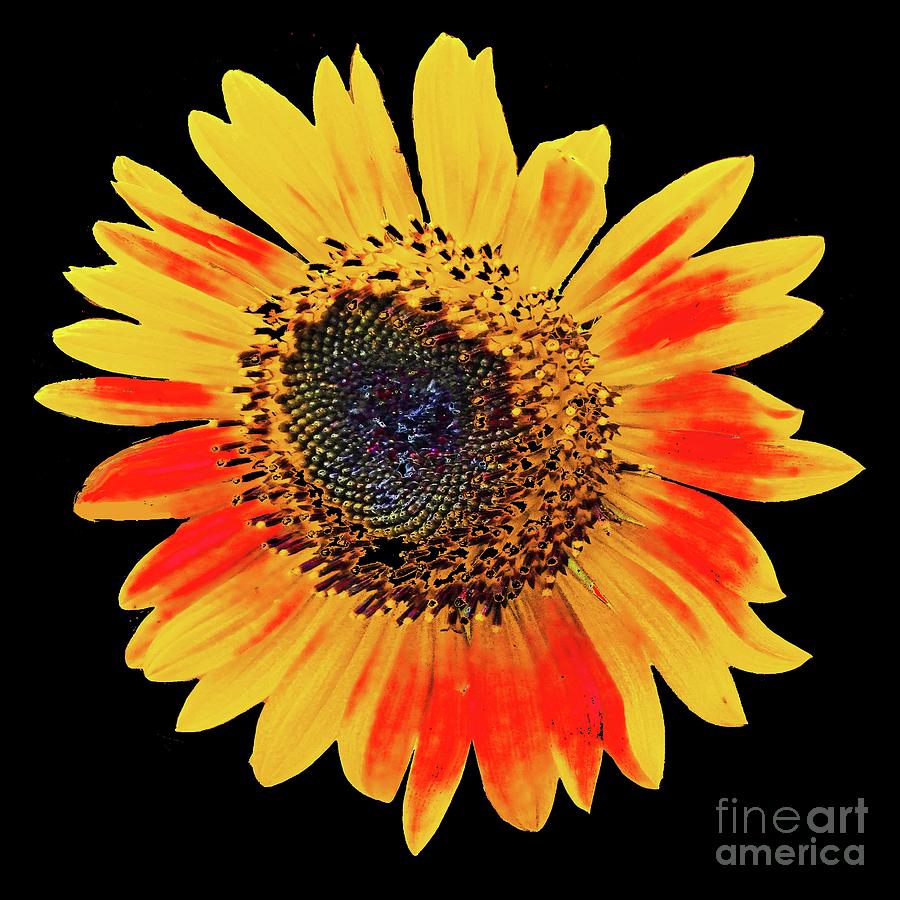 Sunflower 34 Photograph by Lizi Beard-Ward