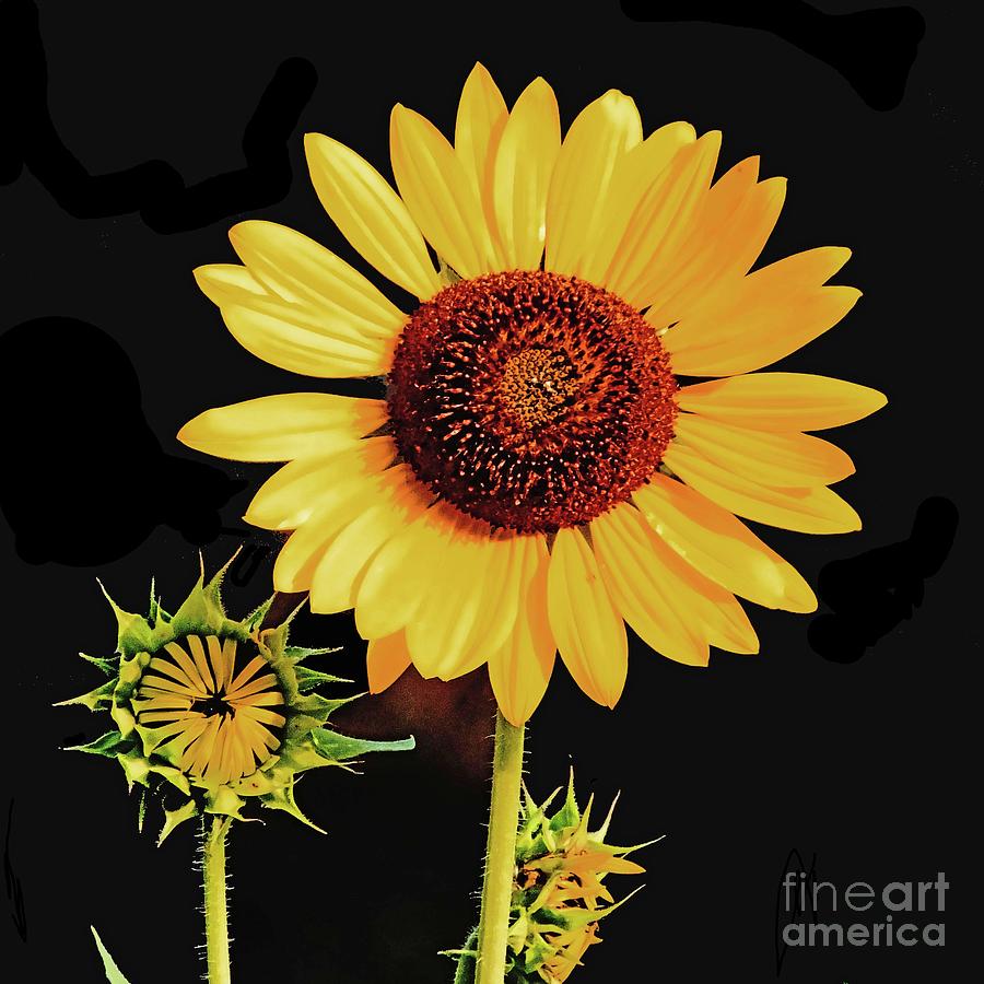 Sunflower 36 Photograph by Lizi Beard-Ward
