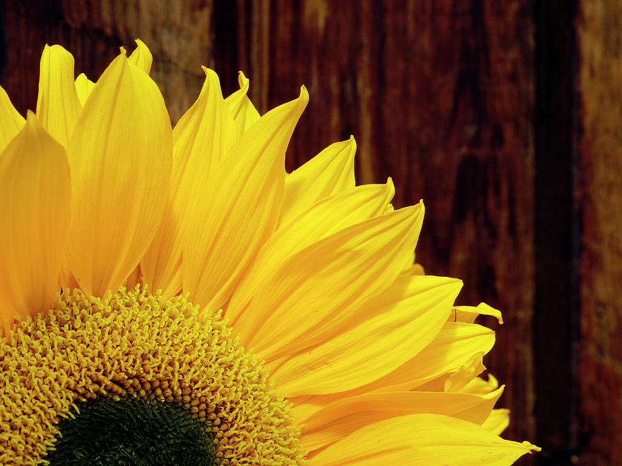 Sunflower - 365-156 Photograph by Inge Riis McDonald