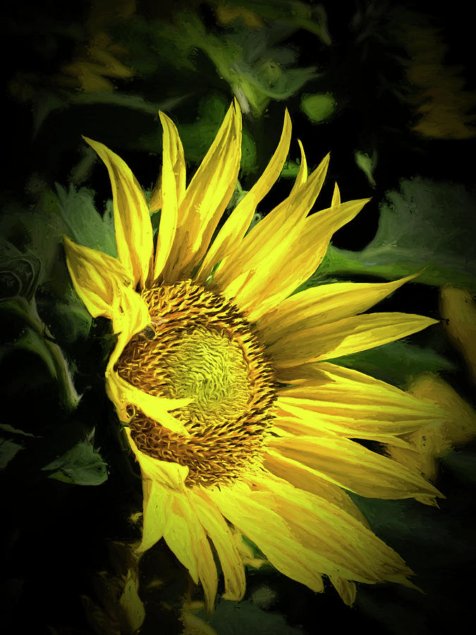 Sunflower - 365-165 Photograph by Inge Riis McDonald