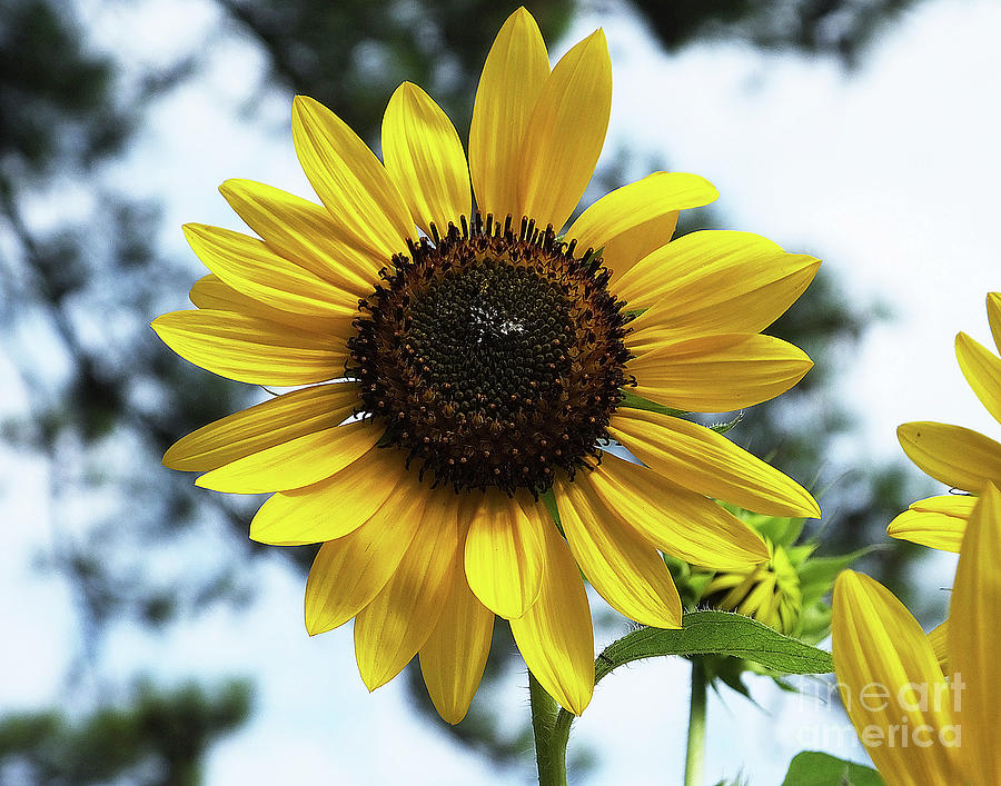 Sunflower 39 Photograph by Lizi Beard-Ward