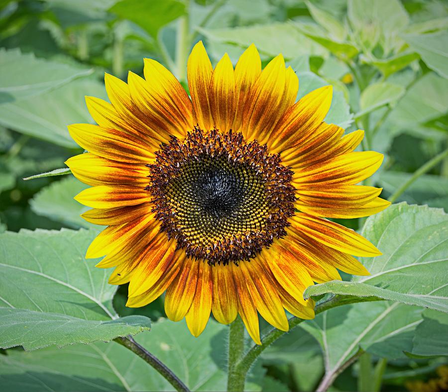 Sunflower 4 Photograph by Charles HALL