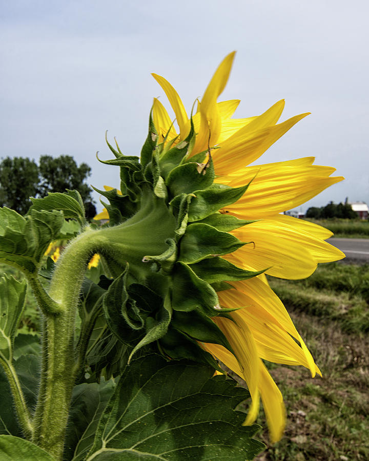 Sunflower 4 Photograph by Deborah Ritch