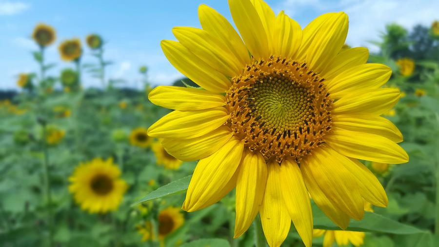 Sunflower 4 Photograph by Stacy Abbott