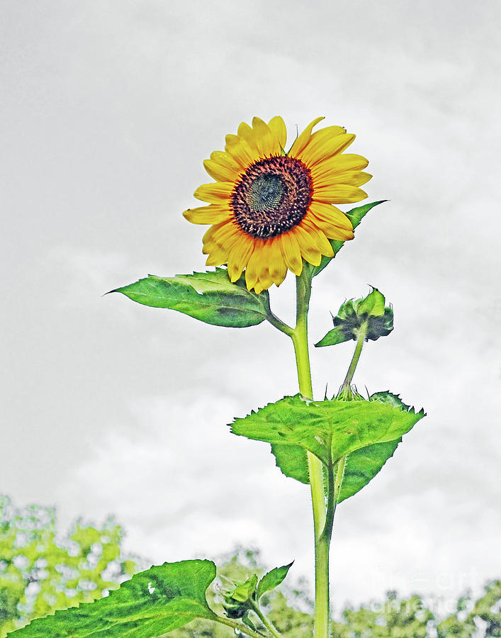 Sunflower 45 Photograph by Lizi Beard-Ward