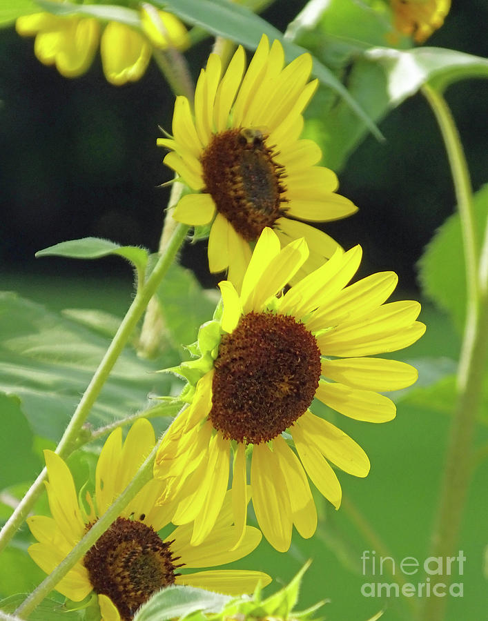 Sunflower 48 Photograph by Lizi Beard-Ward