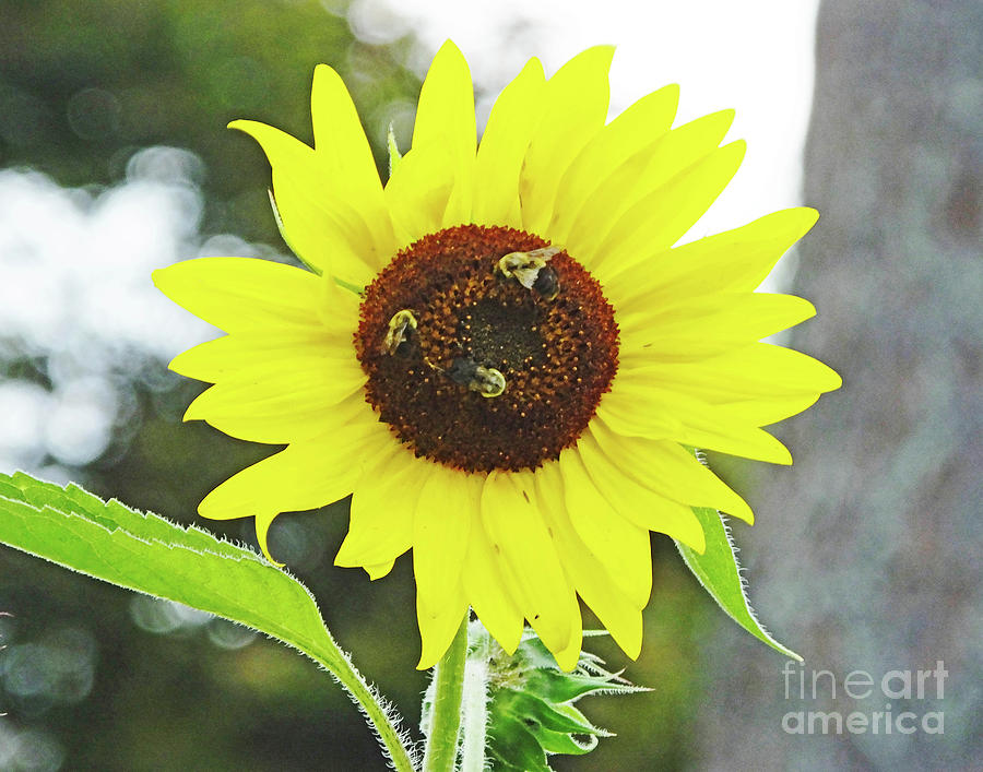Sunflower 49 and the Bees Photograph by Lizi Beard-Ward