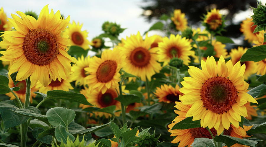 Sunflower 6 Photograph by Elayne Hand - Fine Art America