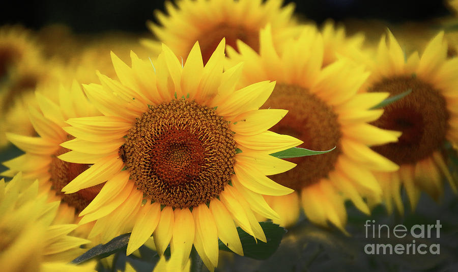 Sunflower Photograph - Sunflower-6110 by Gary Gingrich Galleries