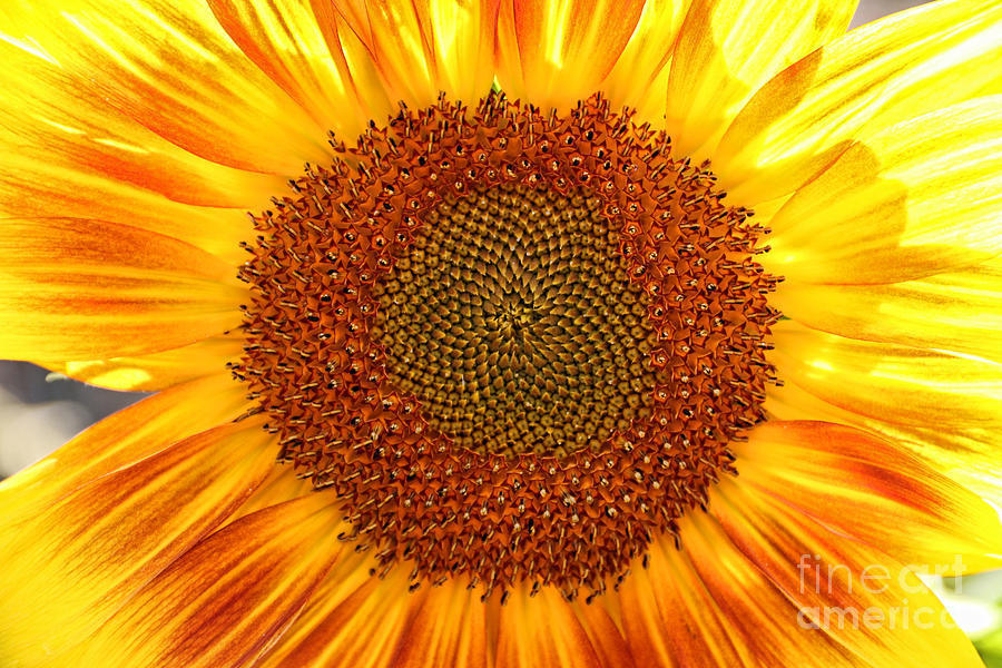 Sunflower  6178 Photograph by Jack Schultz
