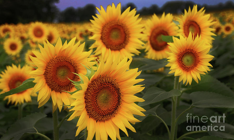 Sunflower Photograph - Sunflower-6189 by Gary Gingrich Galleries