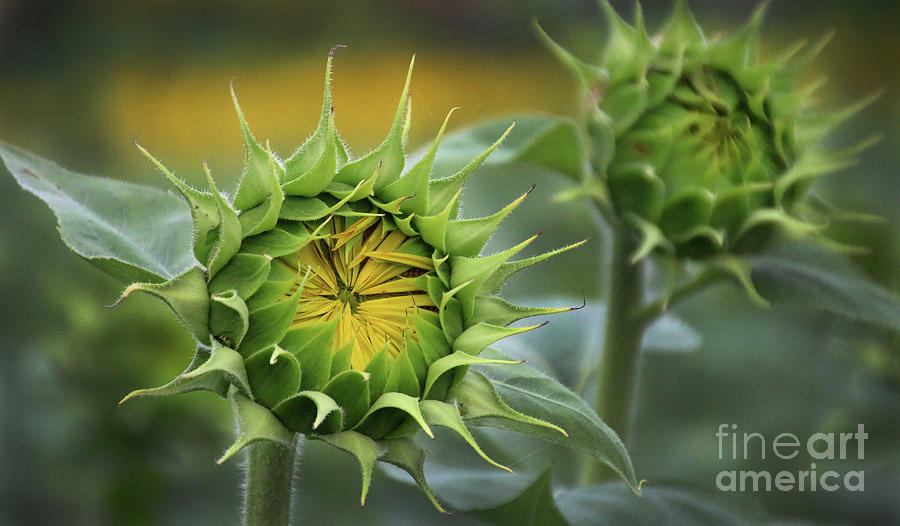 Sunflower Photograph - Sunflower-6294 by Gary Gingrich Galleries