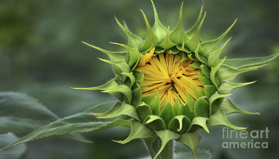 Sunflower Photograph - Sunflower-6298 by Gary Gingrich Galleries
