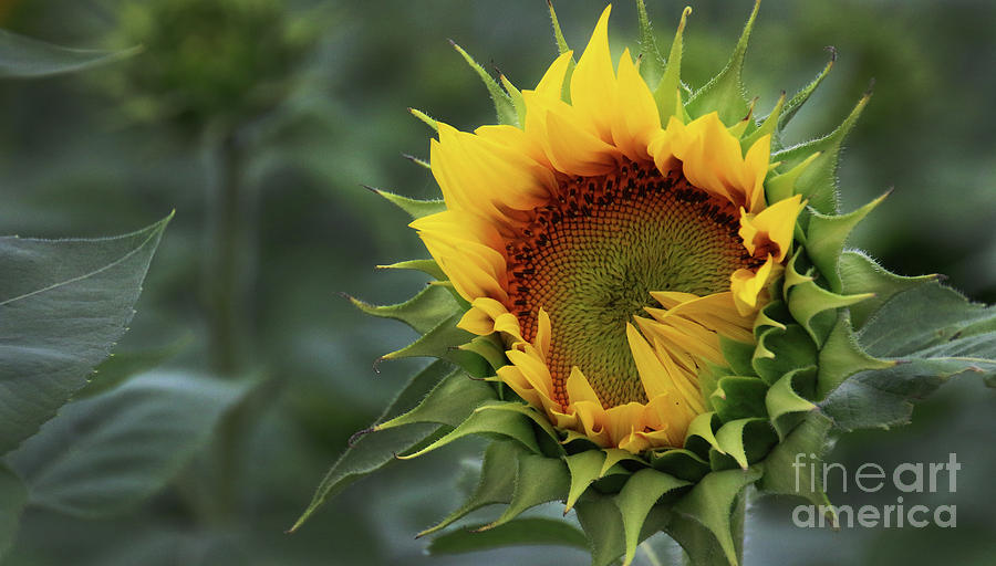 Sunflower Photograph - Sunflower-6328 by Gary Gingrich Galleries