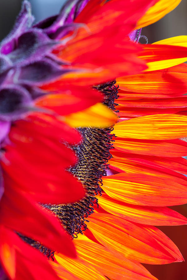 Sunflower #7 Photograph by Mark Alder