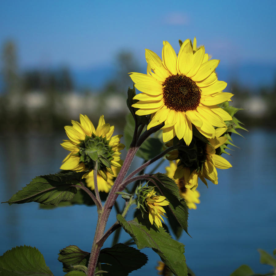 Sunflower 9-16-17 Photograph