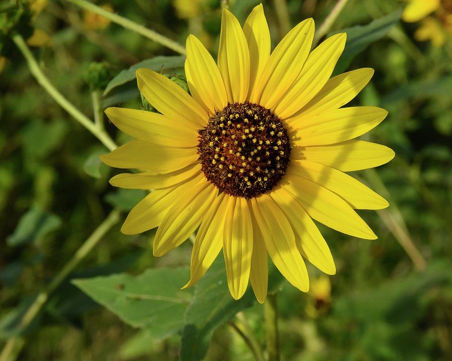 Sunflower 949 Photograph by David Drew