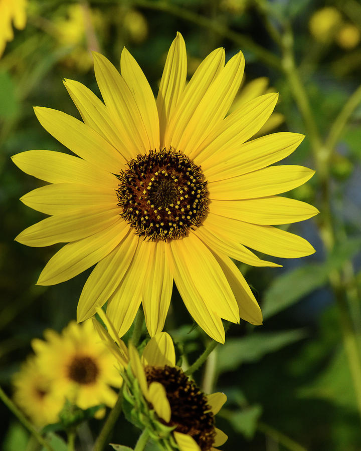 Sunflower 955 Photograph by David Drew