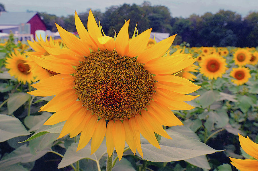 Sunflower A Photograph by Don Wolf