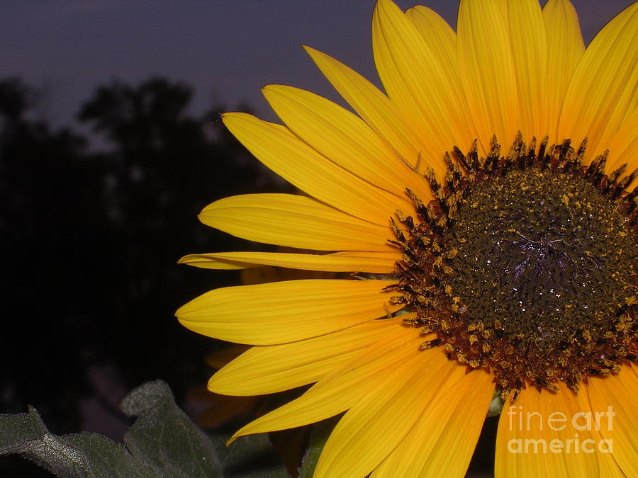 Sunflower Photograph by A K Dayton