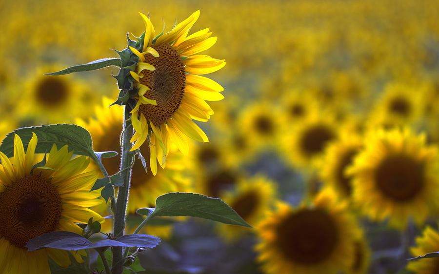 Sunflower Above Photograph by Joseph Skompski