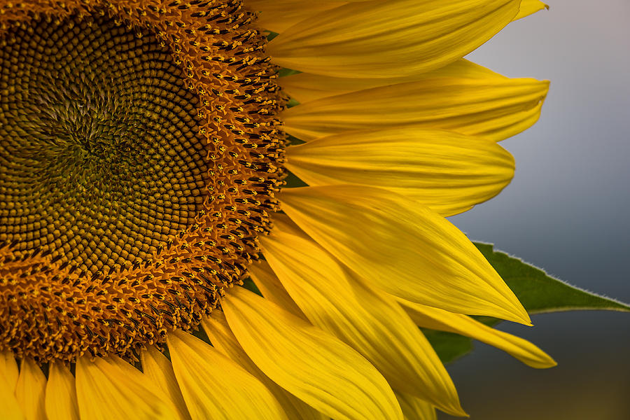 Sunflower Abstract Photograph by Dale Kincaid
