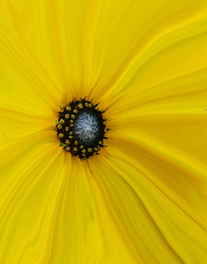 Sunflower Abstract Photograph by Ernest Echols