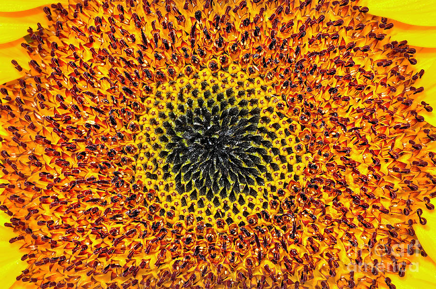 Abstract Photograph - Sunflower Abstract by Kaye Menner