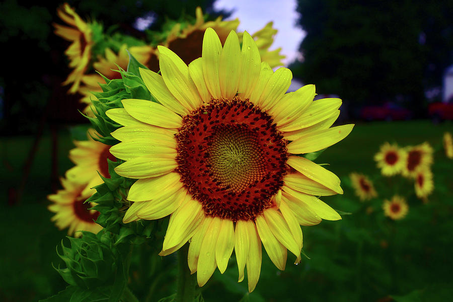 Sunflower Photograph - Sunflower after a summer rain by Brad Chambers Sunflower Photograph - Sunflower after a summer rain by Brad Chambers