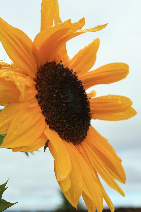 Sunflower After the Rain Photograph by Christopher Larimore Pixels