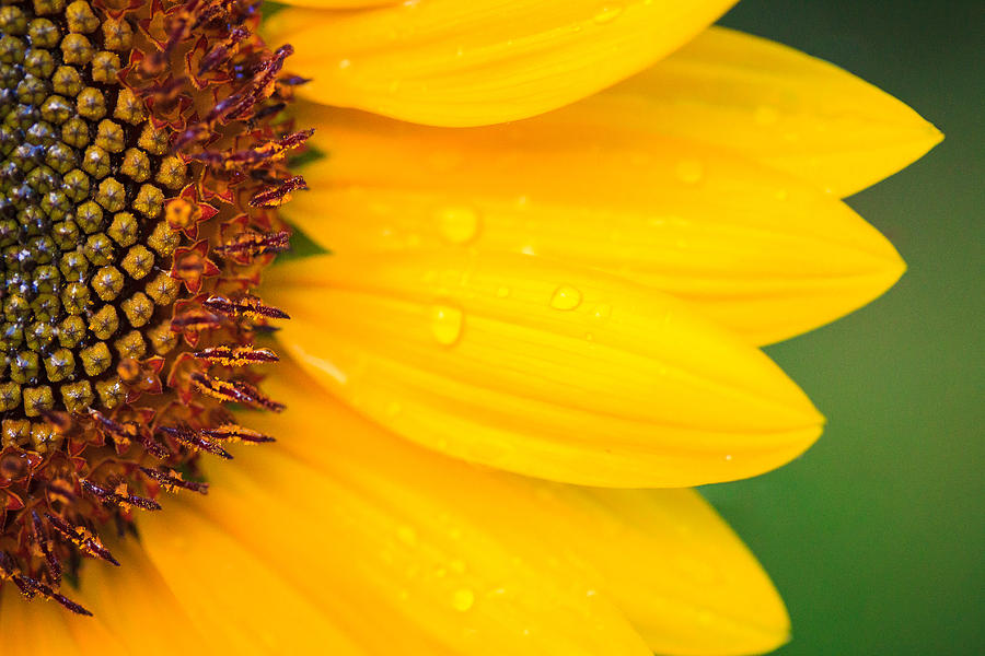 Sunflower after the Rain Photograph by Joni Eskridge