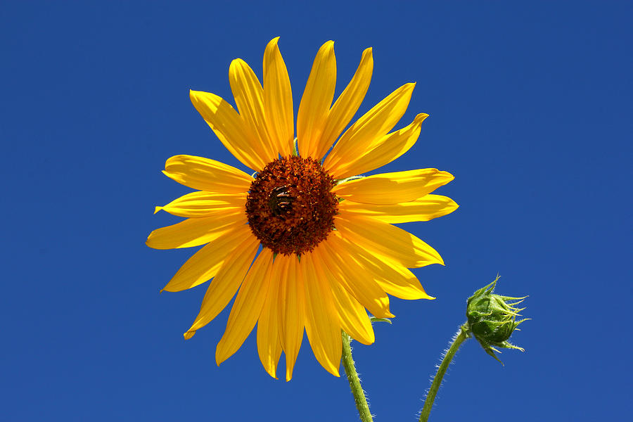 Sunflower Against Blue Sky Photograph by Tracie Schiebel
