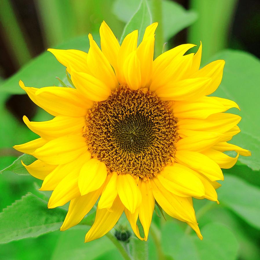 Sunflower against green background. Photograph by George And Sally