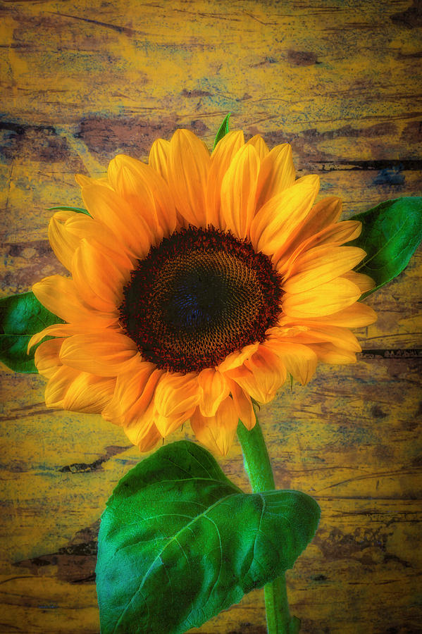 Sunflower Against Rustic Wall Photograph by Garry Gay
