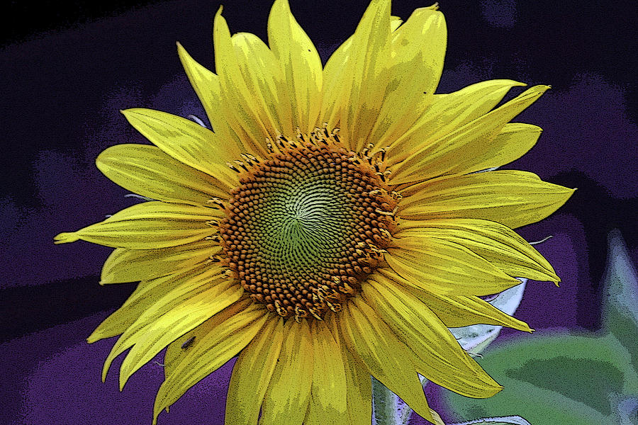 Sunflower - altered Photograph by Aggy Duveen
