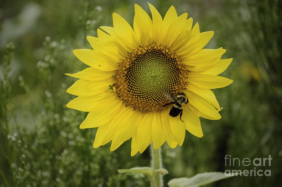 Sunflower among the weeds Photograph by Debra Fedchin