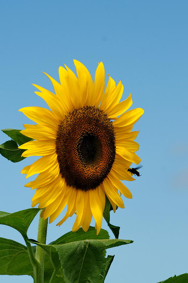 Sunflower and Bee Photograph by Alan Hutchins