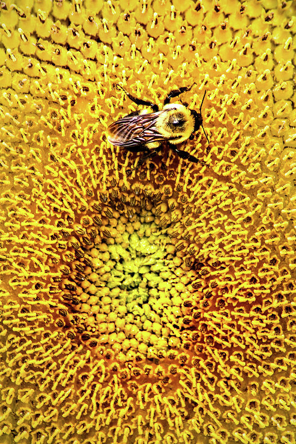 Sunflower and Bee Photograph by Don Johnson