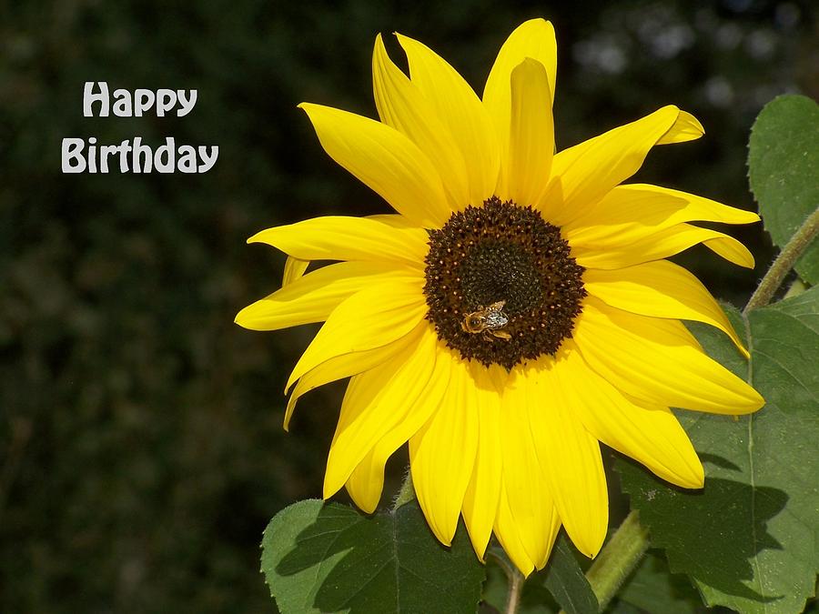 Sunflower And Bee Happy Birthday Card Photograph