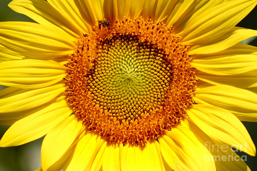 Sunflower and Bee Photograph by Karen Adams